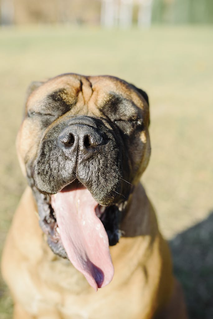 A playful Bullmastiff dog enjoying a sunny day outdoors with eyes closed and tongue out.